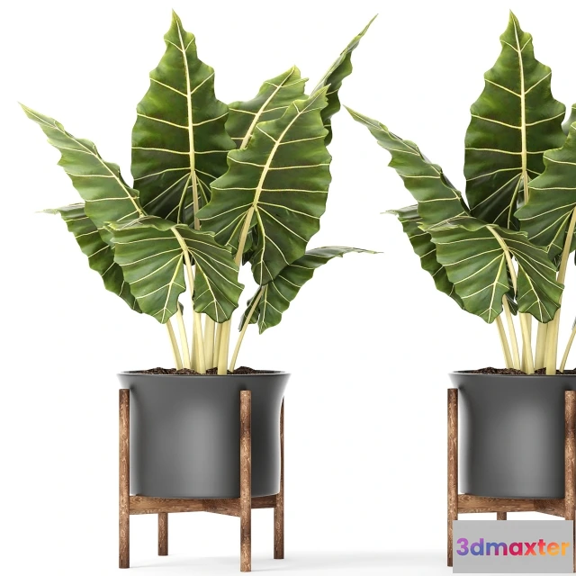 1607546 - decoration - PLANT POT 3D Max