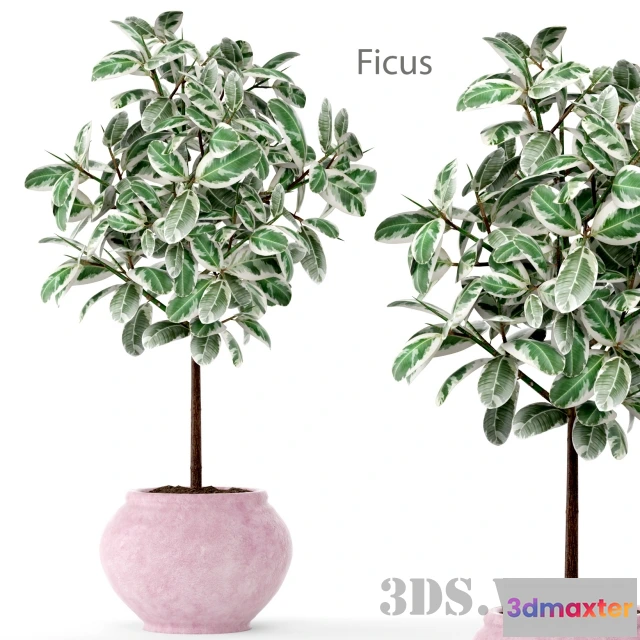 1607574 - decoration - FICUS 2 BIG 3D Max