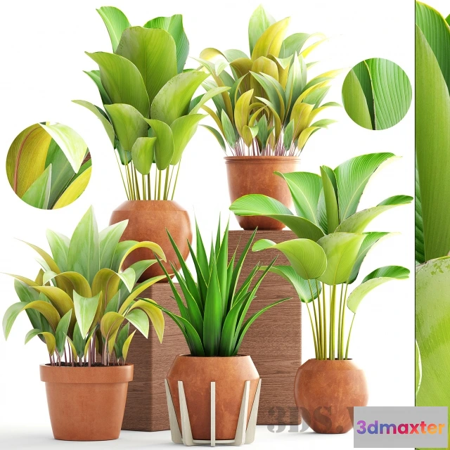 1607586 - decoration - Collection of plants 3D Max