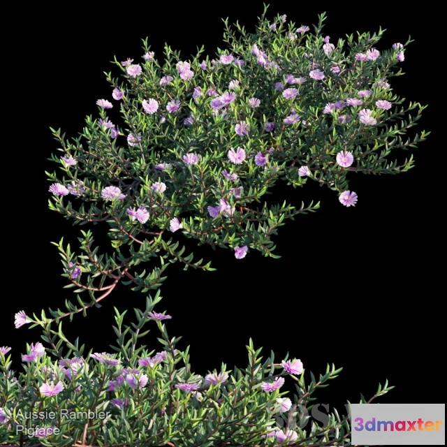 1607614 - decoration - Aussie Rambler 3D Max