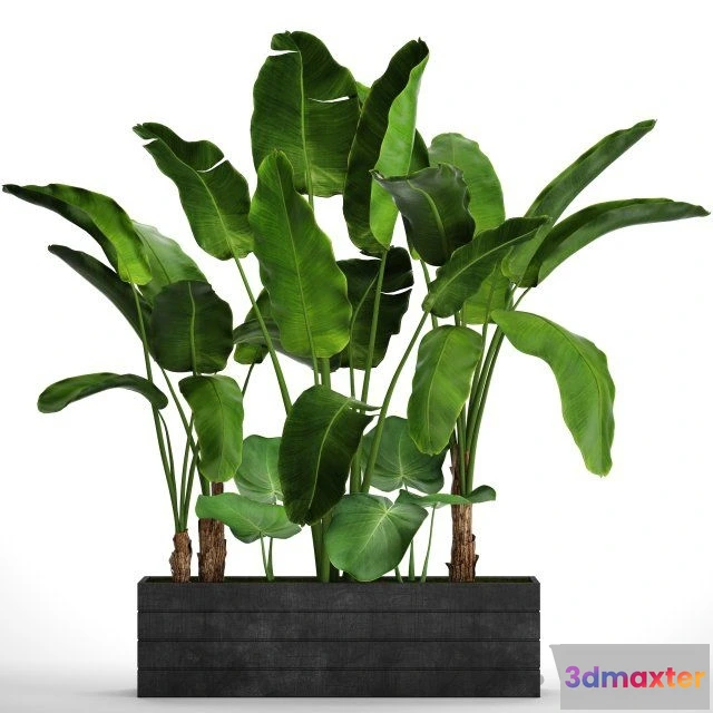 1607620 - decoration - BANANA  SET 3D Max