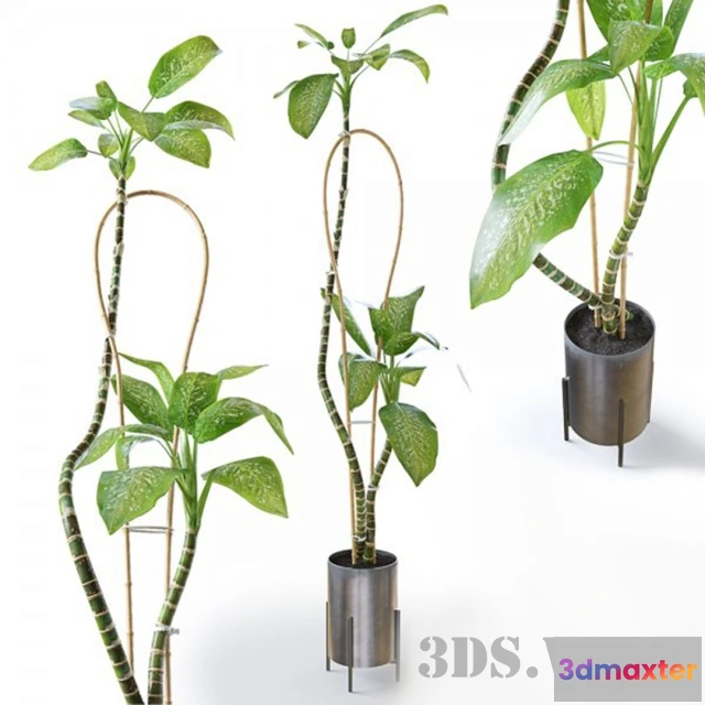 1607622 - decoration - Dieffenbachia plant 3D Max