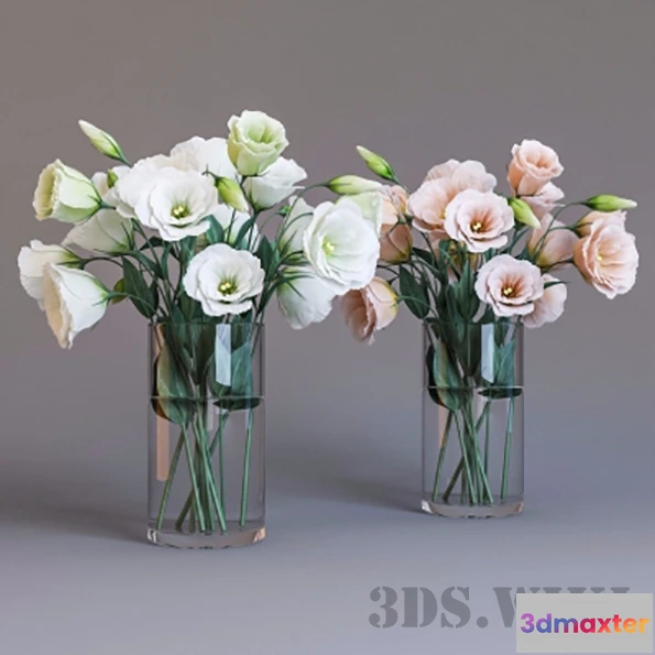 1607628 - decoration - Eustoma 3D Max
