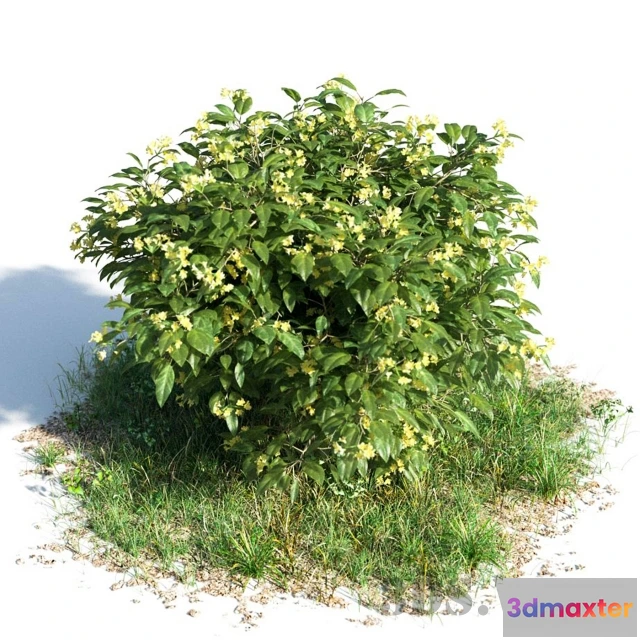 1607630 - decoration - Allamanda 3D Max