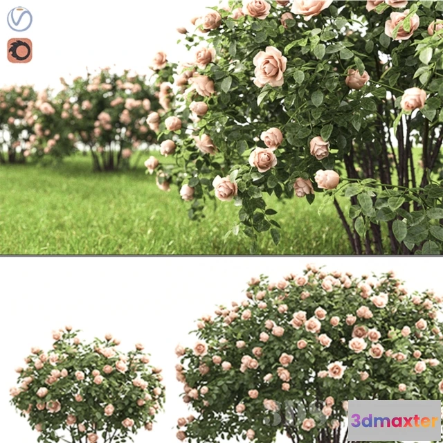 1607636 - decoration - Rose bush 3D Max