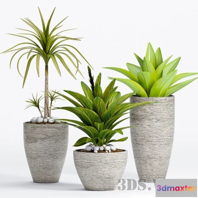 1607648 - decoration - Decorative plants in pots 3D Max