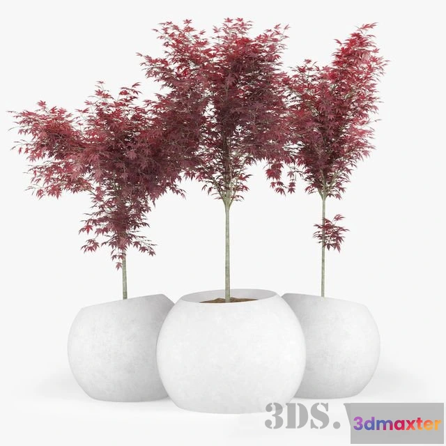 1607676 - decoration - Japanese Maple Concrete planter 3D Max