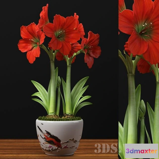 1607678 - decoration - RED AMARYLLIS 3D Max
