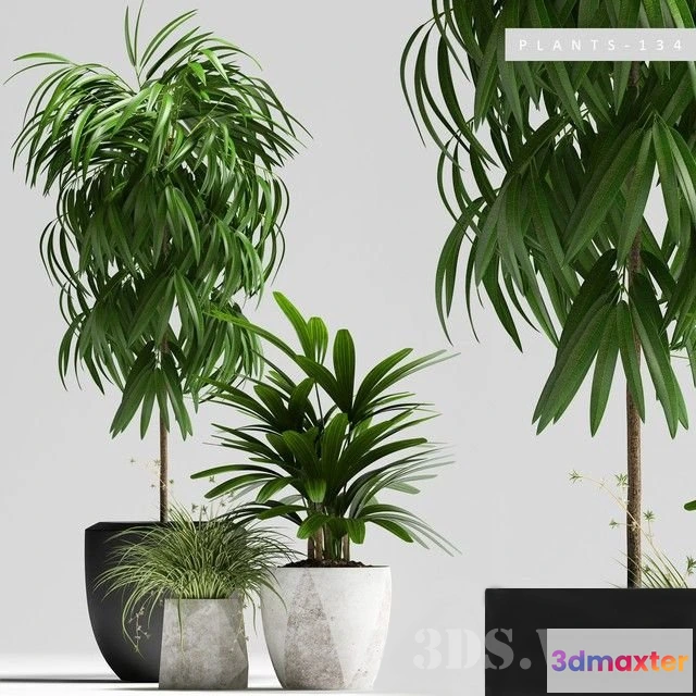 1607680 - decoration - Plant set witn ficus 3D Max