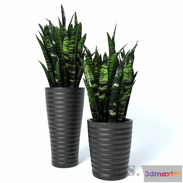 1607716 - decoration - sansevieria 3D Max