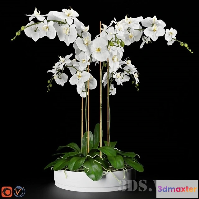 1607720 - decoration - Orchid in a small pot 3D Max