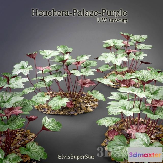 1607730 - decoration - Geichera Palace Purpl 3D Max