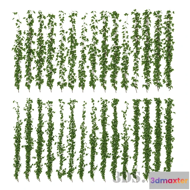 1607746 - decoration - Ivy leaf wall 3D Max