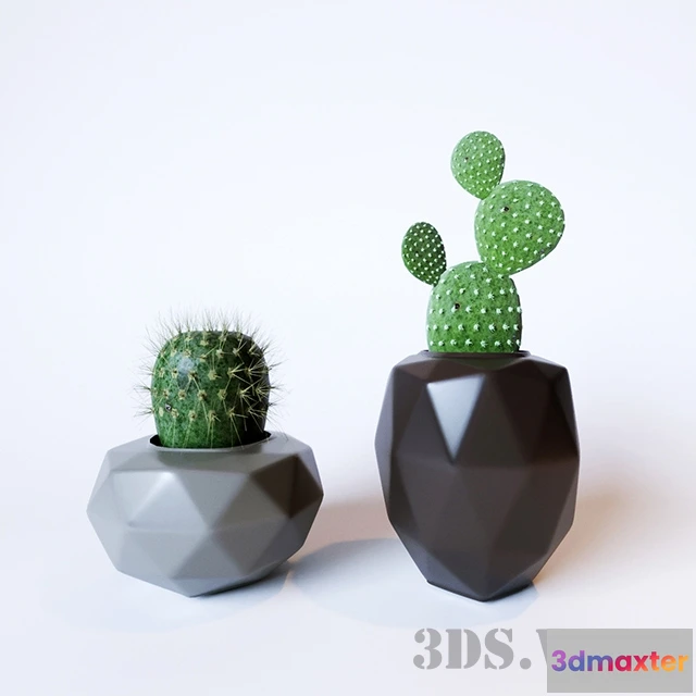 1607768 - decoration - Cacti in vases 3D Max