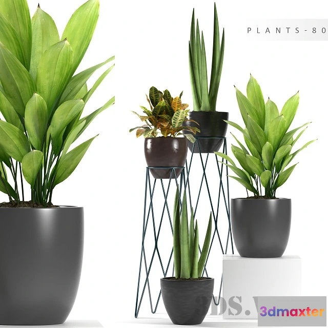 1607772 - decoration - Plants for the interior with different options 3D Max