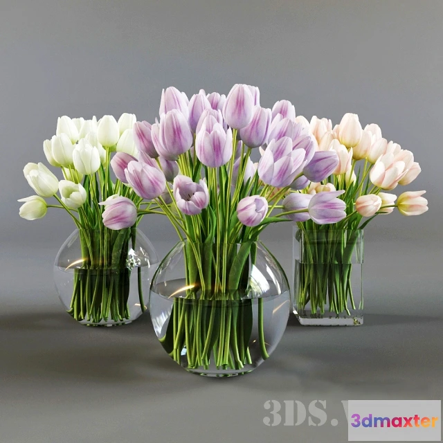 1607774 - decoration - Three vases with tulips 3D Max