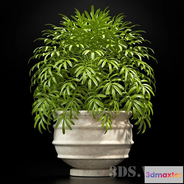 1607782 - decoration - Beautiful potted plant 3D Max