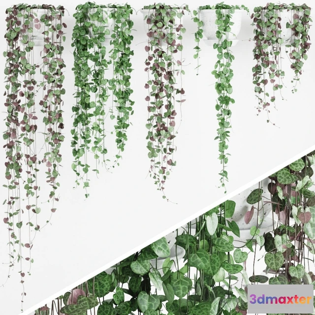 1607788 - decoration - Plant Ceropegia 3D Max