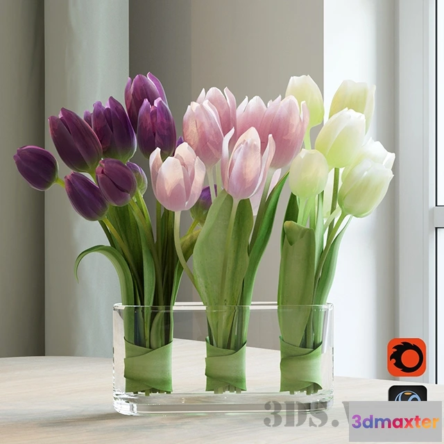1607798 - decoration - Beautiful bicolor tulips 3D Max