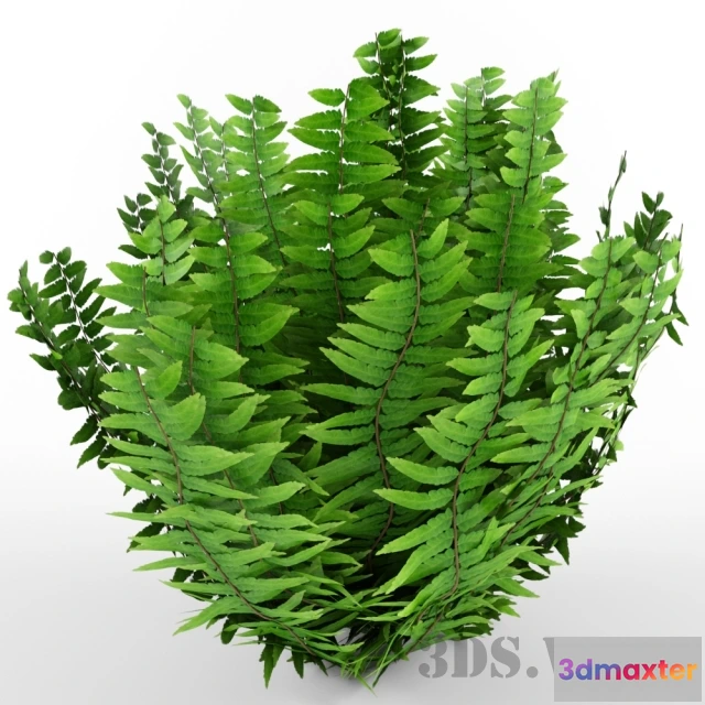 1607828 - decoration - Indoor fern 3D Max