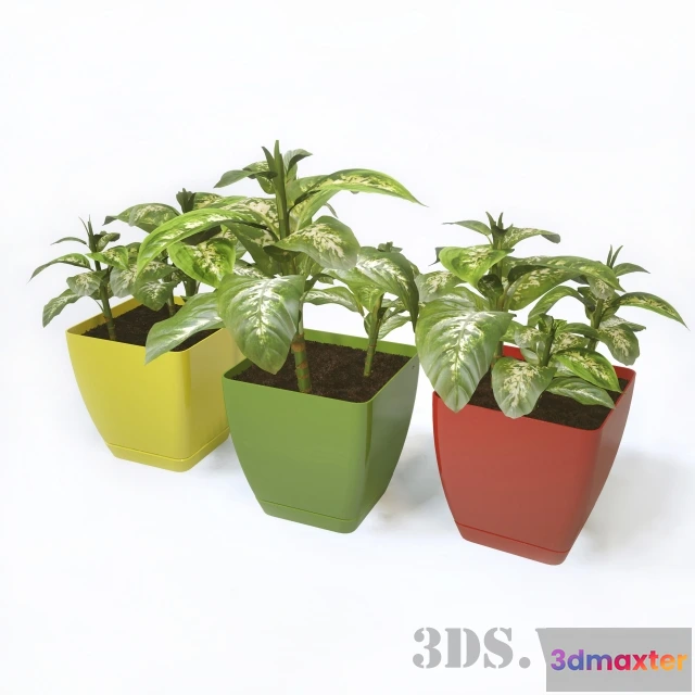 1607844 - decoration - Dieffenbachia plants 3D Max