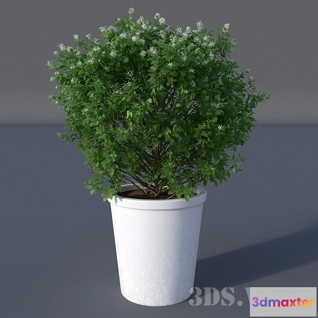 1607846 - decoration - Beautiful flowering plant 3D Max