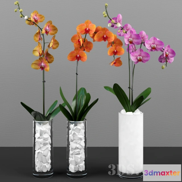 1607862 - decoration - Phalaenopsis Orchid Set 3D Max
