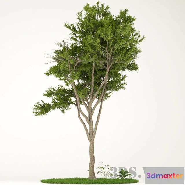 1607884 - decoration - Beautiful decorative tree 3D Max
