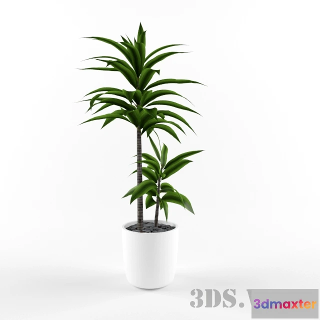 1607886 - decoration - Beautiful plants in a pot 3D Max