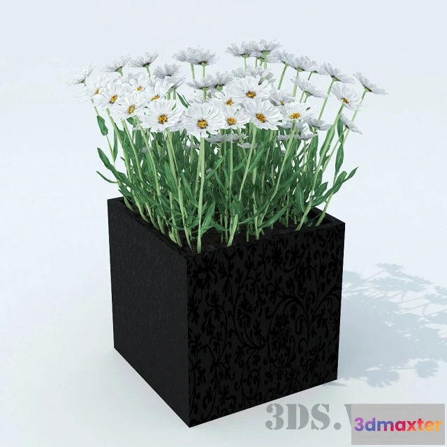 1607898 - decoration - Chamomile 3D Max