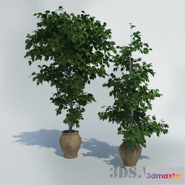 1607904 - decoration - Ficuses in pots 3D Max