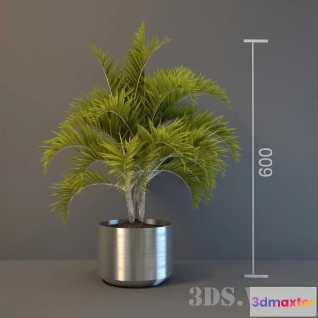 1607906 - decoration - Decorative palm tree for interior 3D Max