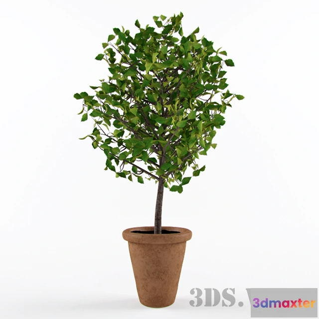 1607924 - decoration - Beautiful tree plant 3D Max