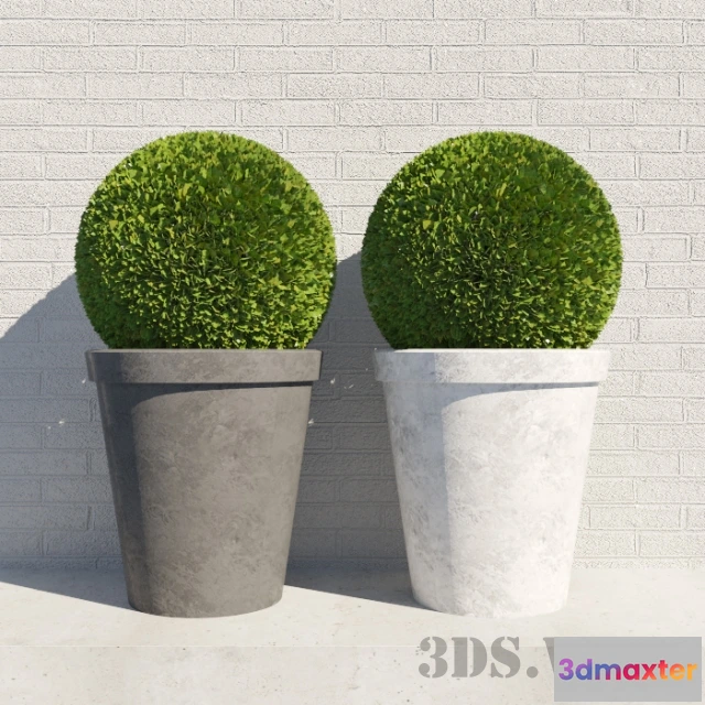 1607950 - decoration - Round bushes in round pots 3D Max