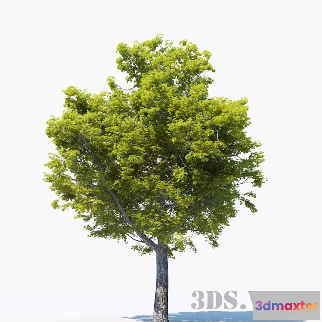 1607966 - decoration - Big oak 3D Max