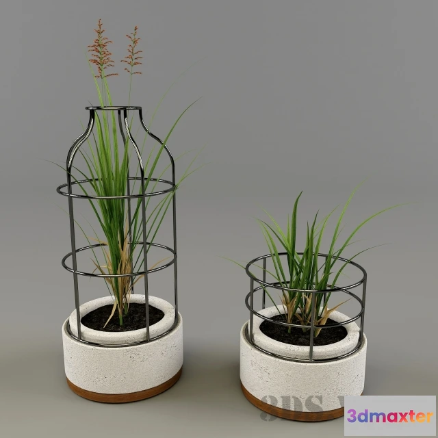 1607974 - decoration - Plant - grass in decorative pots 3D Max