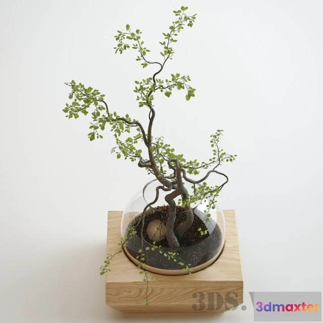 1607996 - decoration - Indoor small plant tree 3D Max