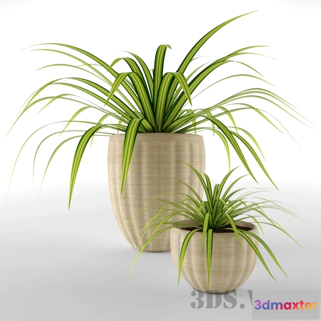1608000 - decoration - Beautiful Potted Plant 3D Max