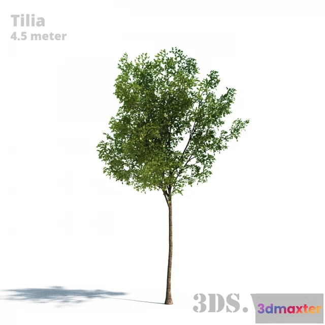 1608010 - decoration - Tilia tree (Linden) 3D Max