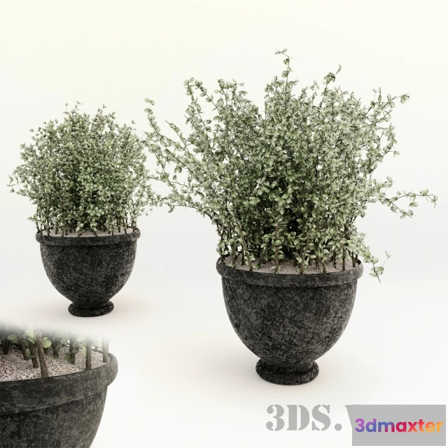 1608012 - decoration - Flowering houseplant 3D Max