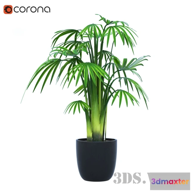 1608034 - decoration - Indoor plants palm 3D Max