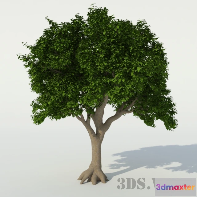 1608044 - decoration - Beautiful houseplant tree 3D Max