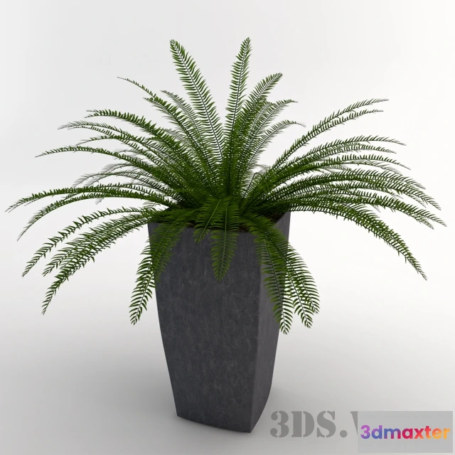 1608046 - decoration - Indoor fern 3D Max