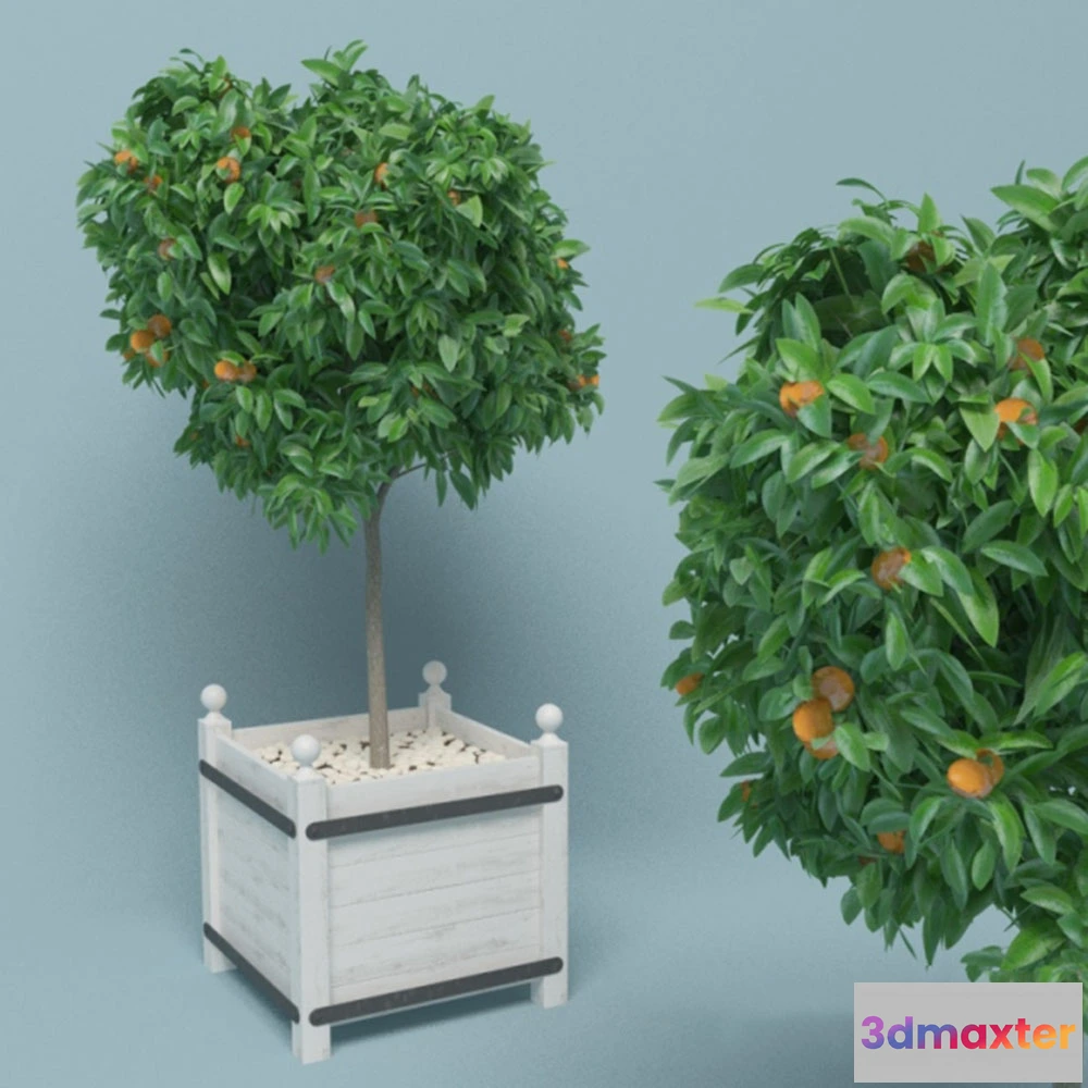 1608064 - decoration - Tangerine tree 3D Max