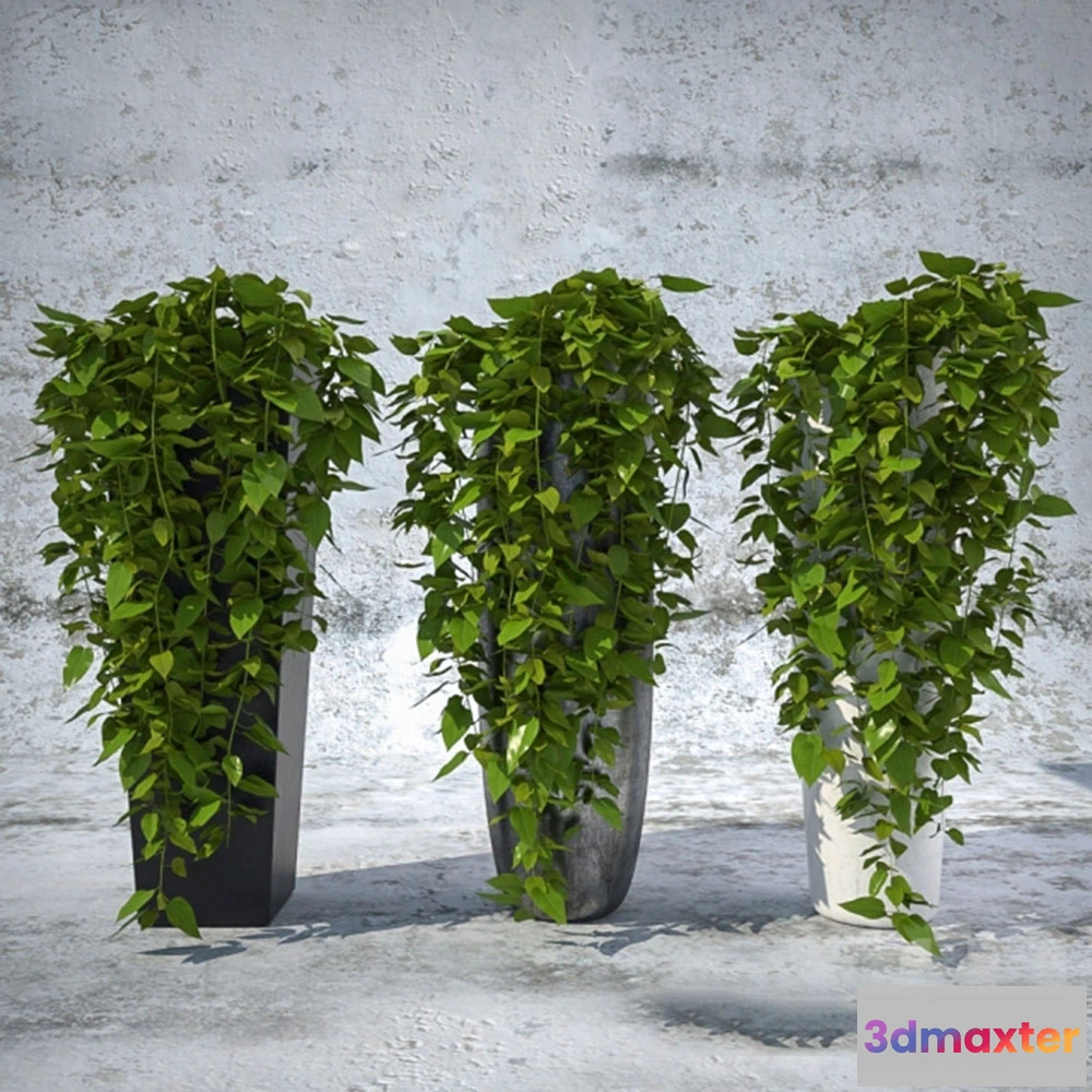 1608090 - decoration - Ivy - Hedera 3D Max