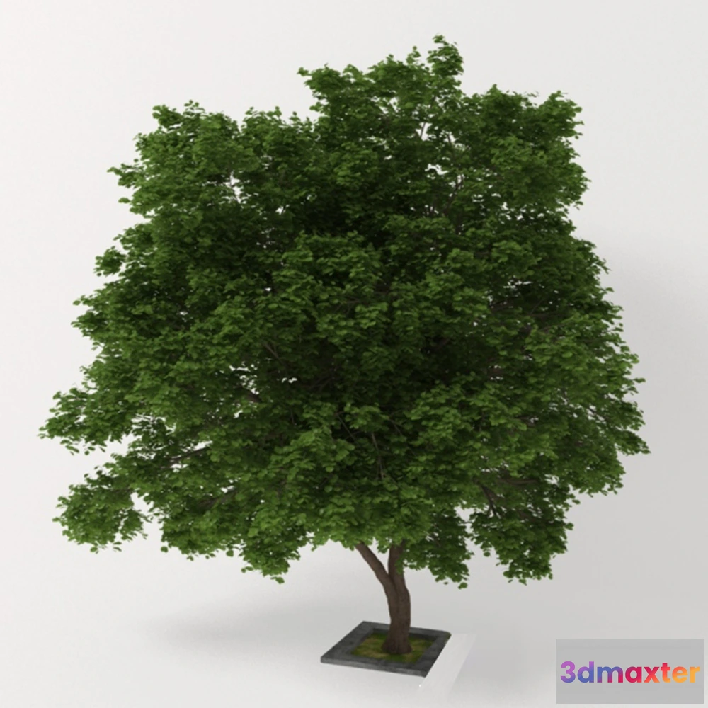 1608102 - decoration - Double stem tree 3D Max