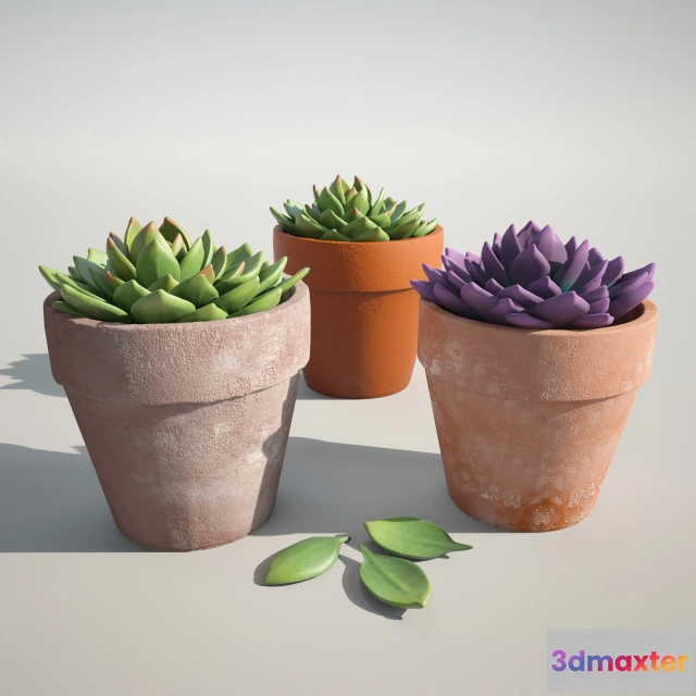 1608114 - decoration - Beautiful decorative plants 3D Max
