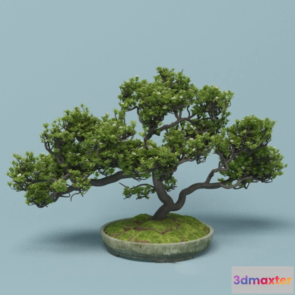 1608118 - decoration - Bonsai 3D Max