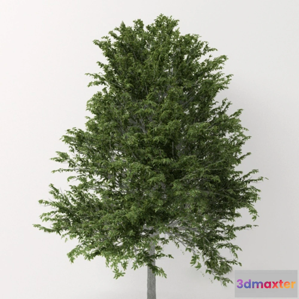 1608124 - decoration - Oak tree 3D Max