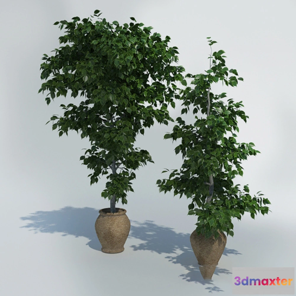 1608128 - decoration - Ficus in pots 3D Max